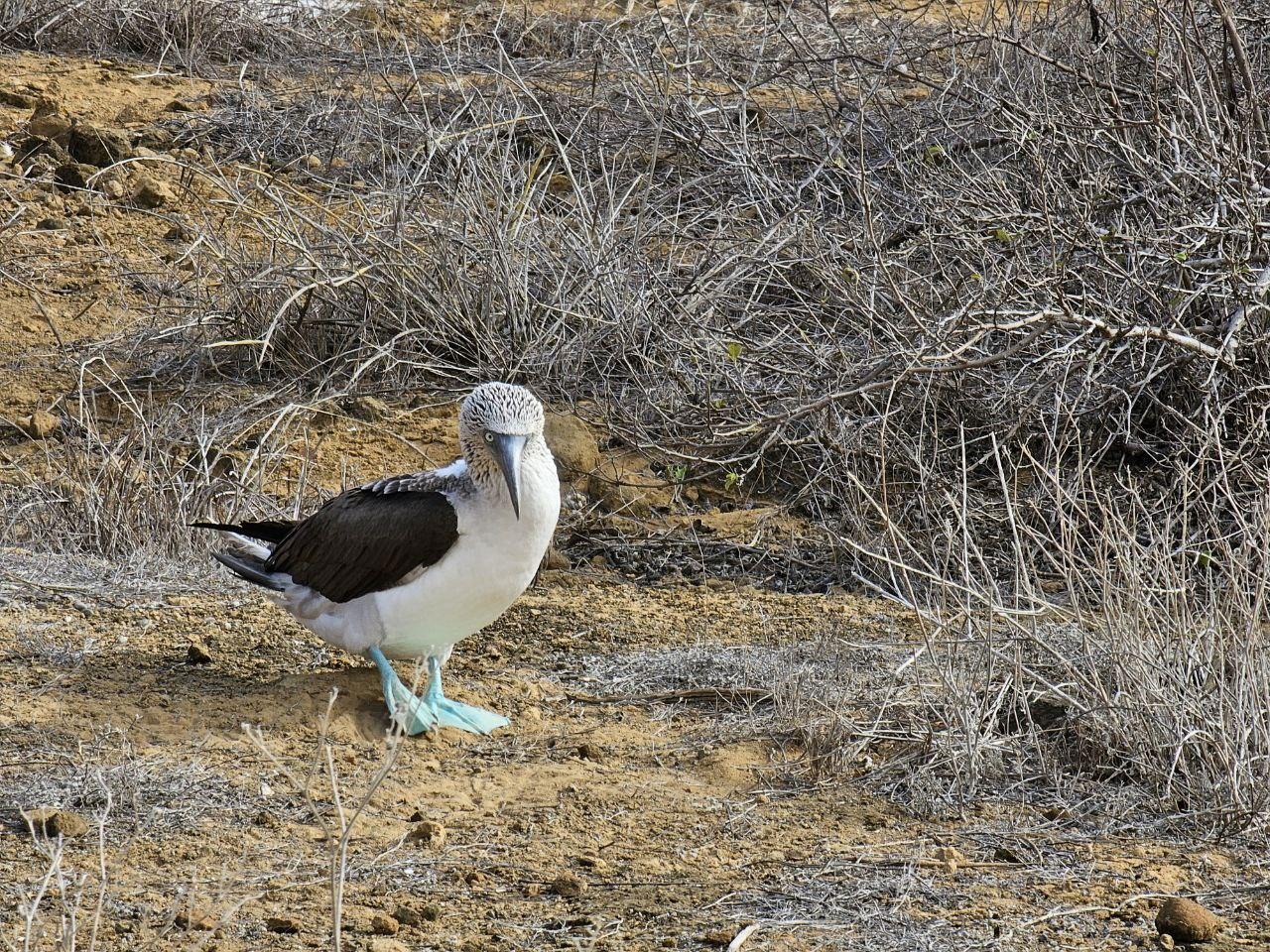 Galapagos Blue Footed Booby